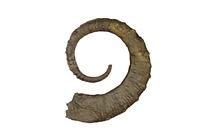 Emericiceras émérici